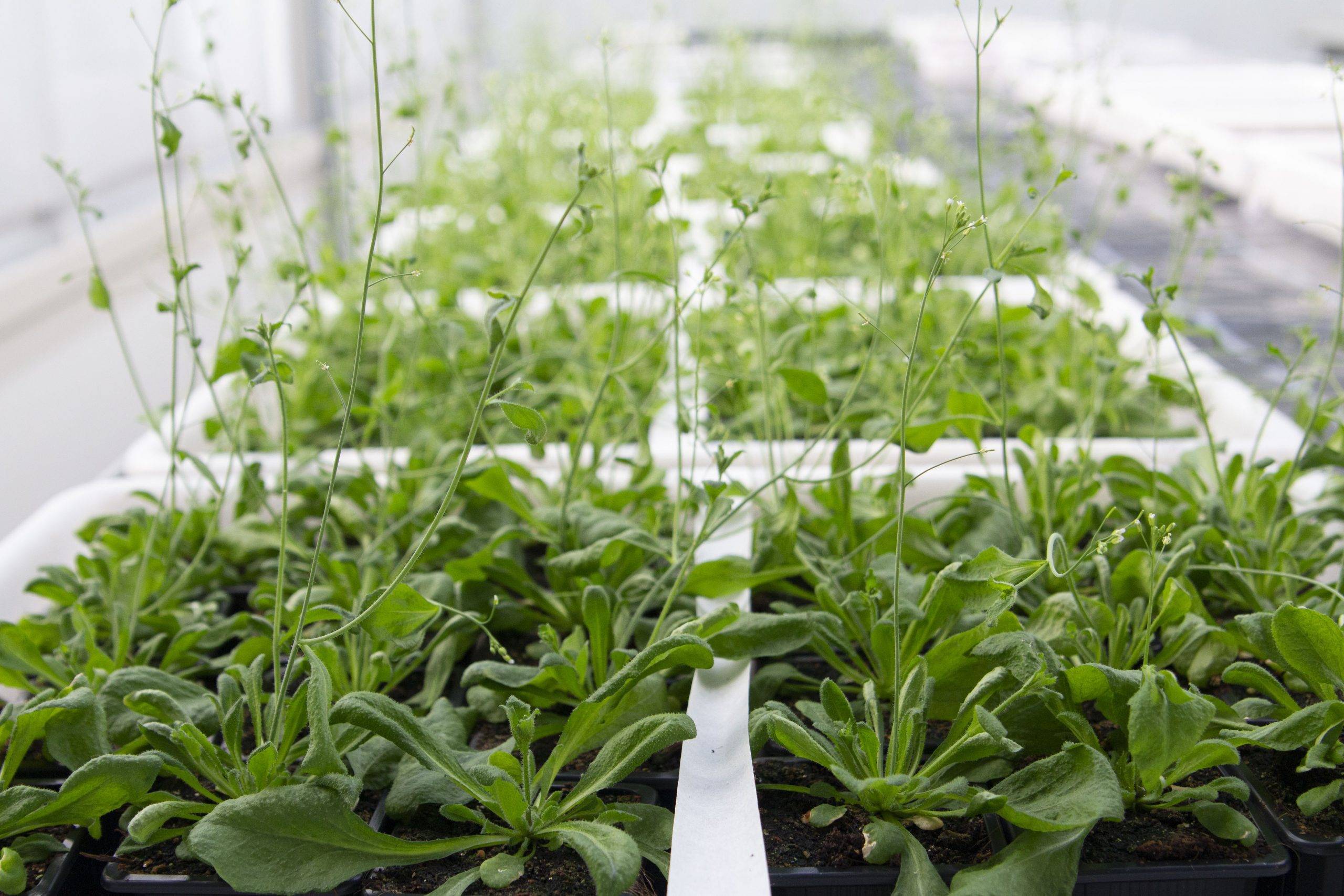 Plantas de Arabidopsis creciendo en invernadero. Crédito: CRAG.|Plantas de Arabidopsis crecidas en suelos salinos durante 3 semanas. En la fila superior, plantas normales (no llegan a florecer). En la fila inferior, plantas mutantes con déficit de TEM (pr